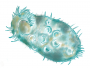 CILIATE CILIATE