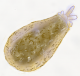 testae amoeba testae amoeba